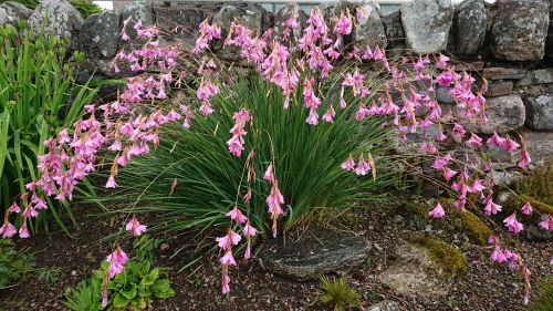 Dierama pulcherrima (dwarf pink) - 9cm pot 